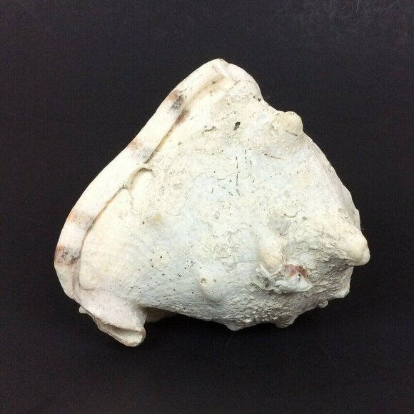 Queen Helmet Conch Shell 6x5x4 White Brown Nautical Tropical Decor Crafts - Picture 4 of 6